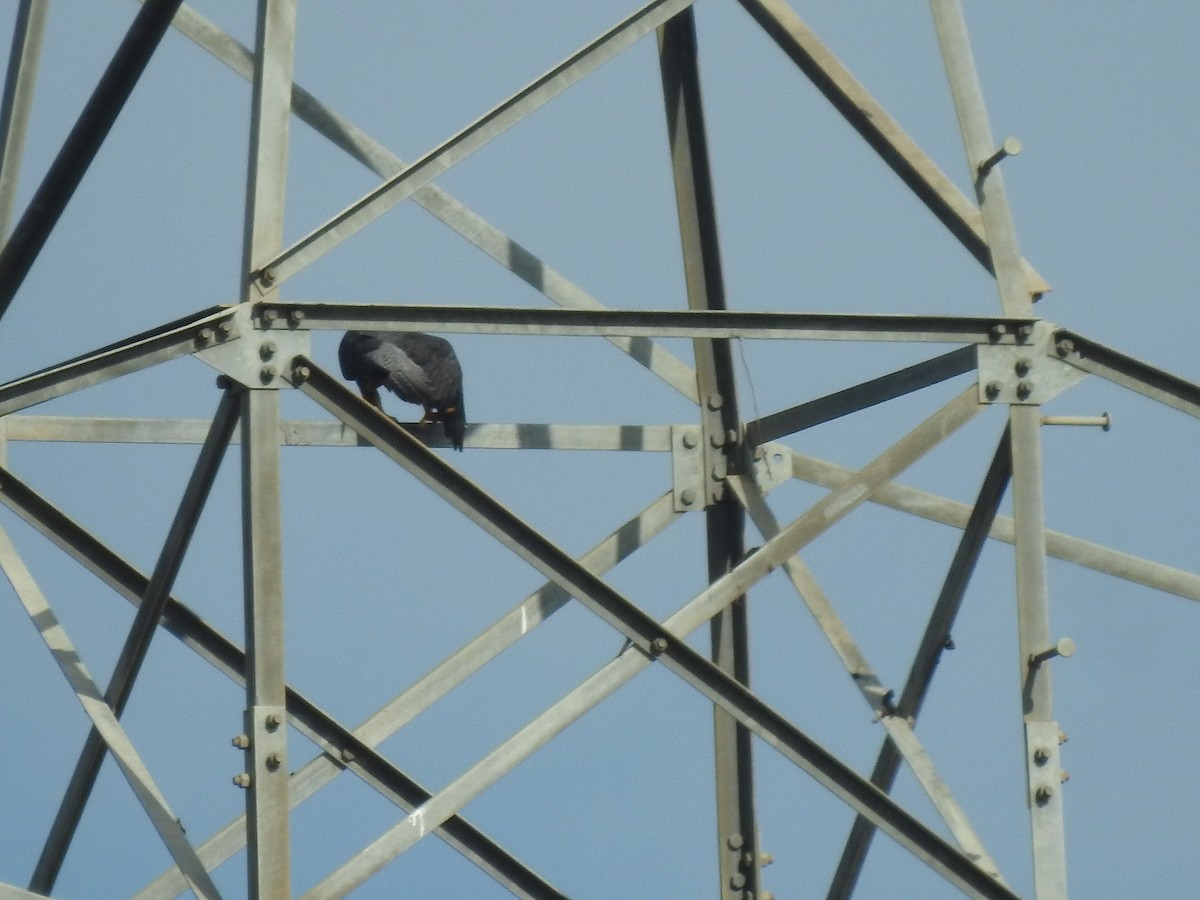 Peregrine Falcon - ML642958209