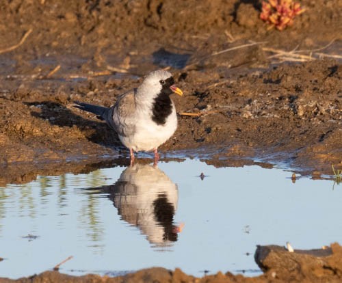 Namaqua Dove - ML642958239