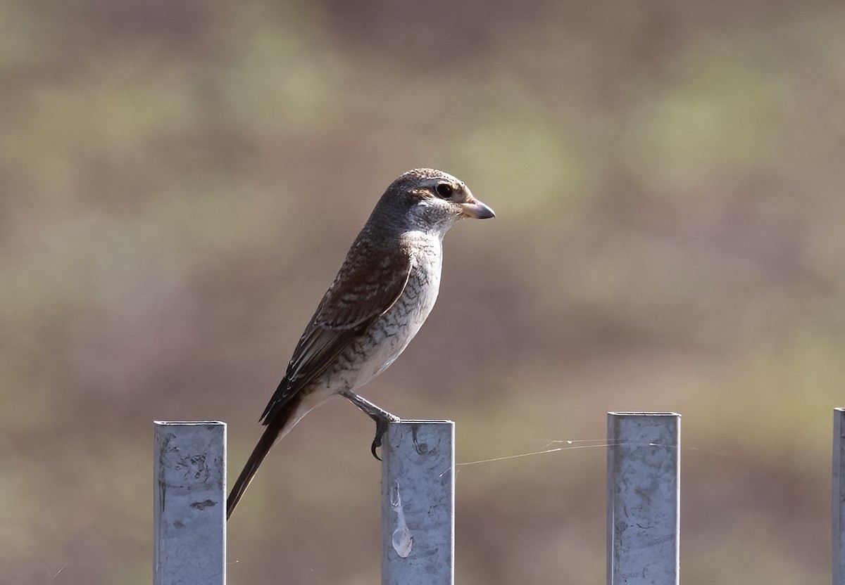 Red-backed Shrike - ML642958275