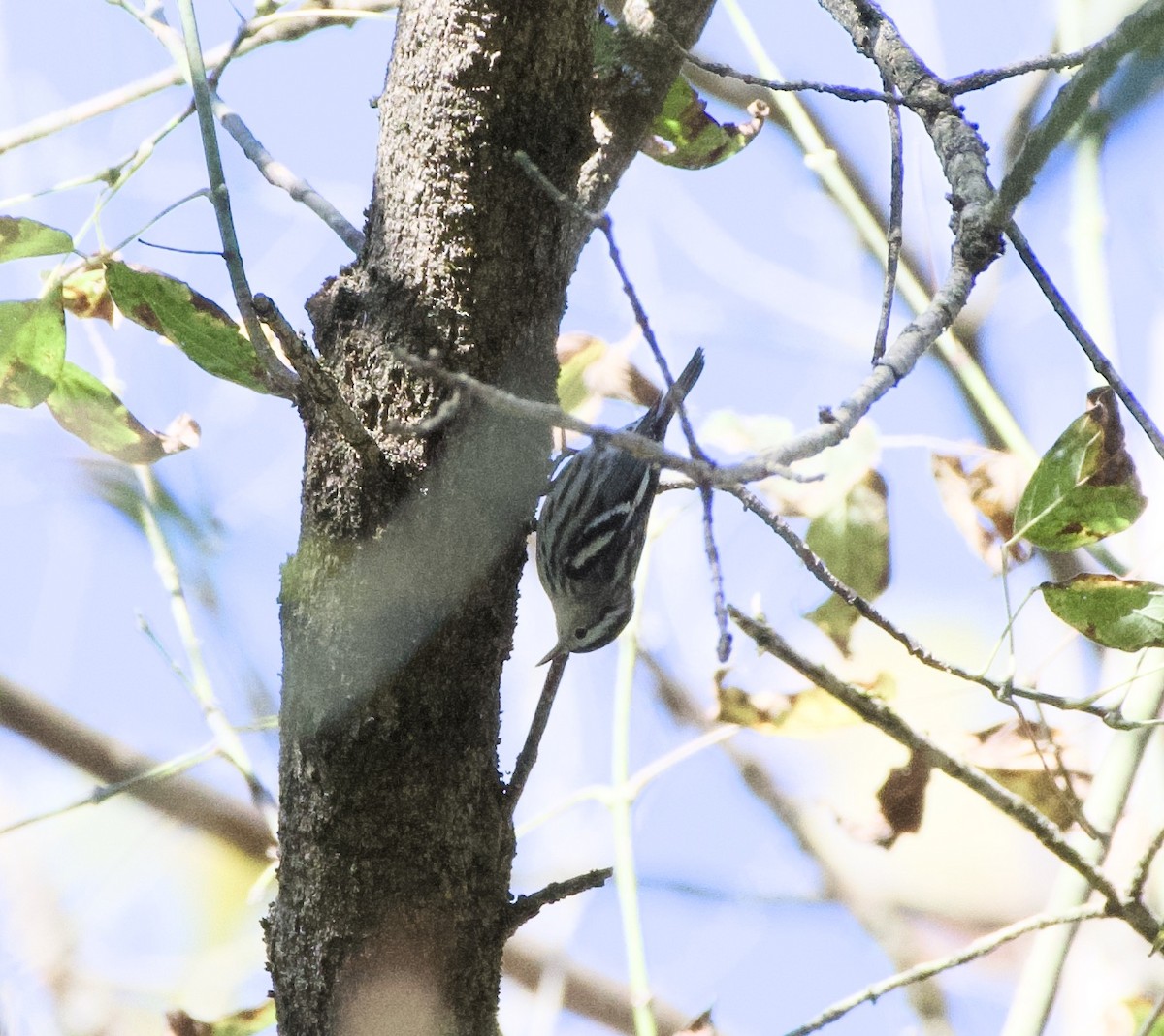 Black-and-white Warbler - ML642958317