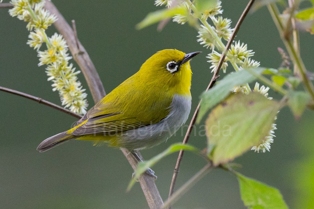 Indian White-eye - ML642958324
