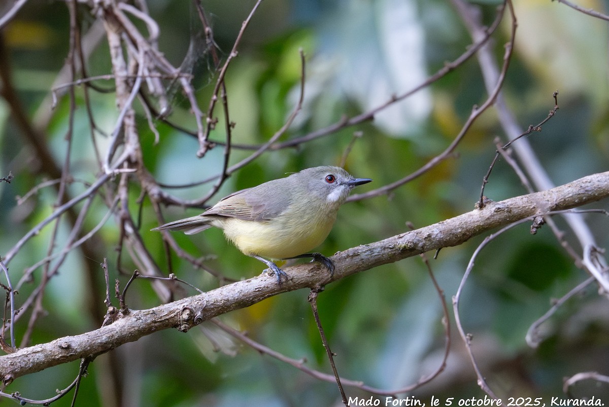 Fairy Gerygone - ML642958326