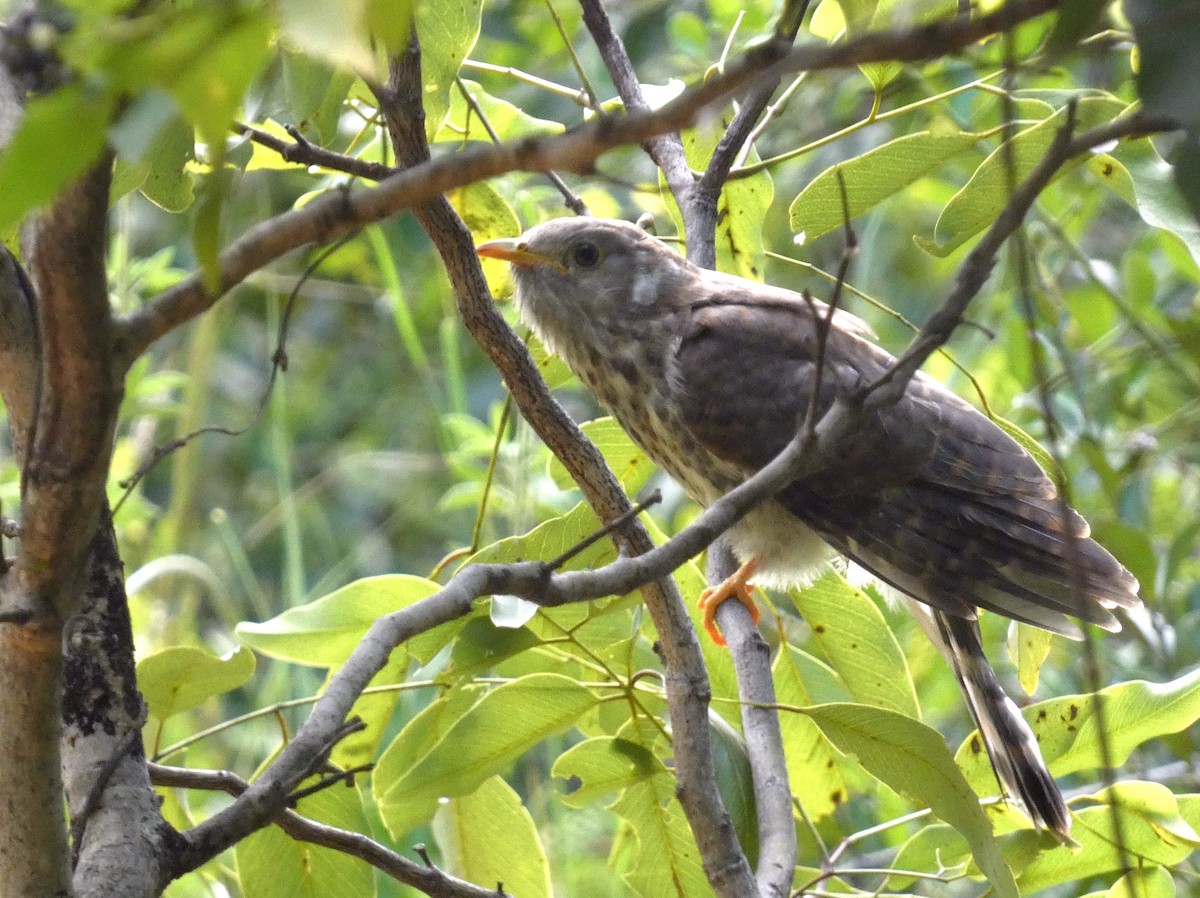 Common Hawk-Cuckoo - ML642958351