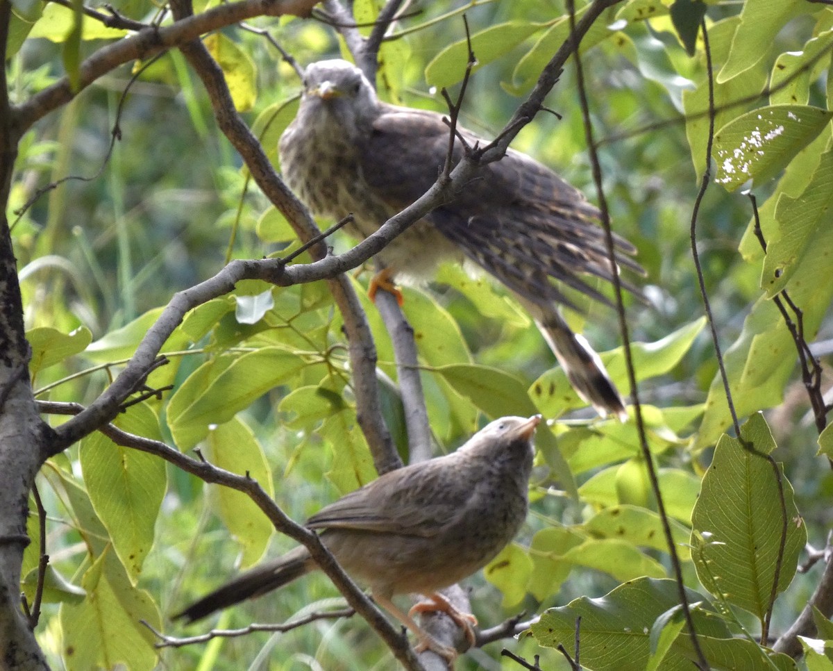 Common Hawk-Cuckoo - ML642958352