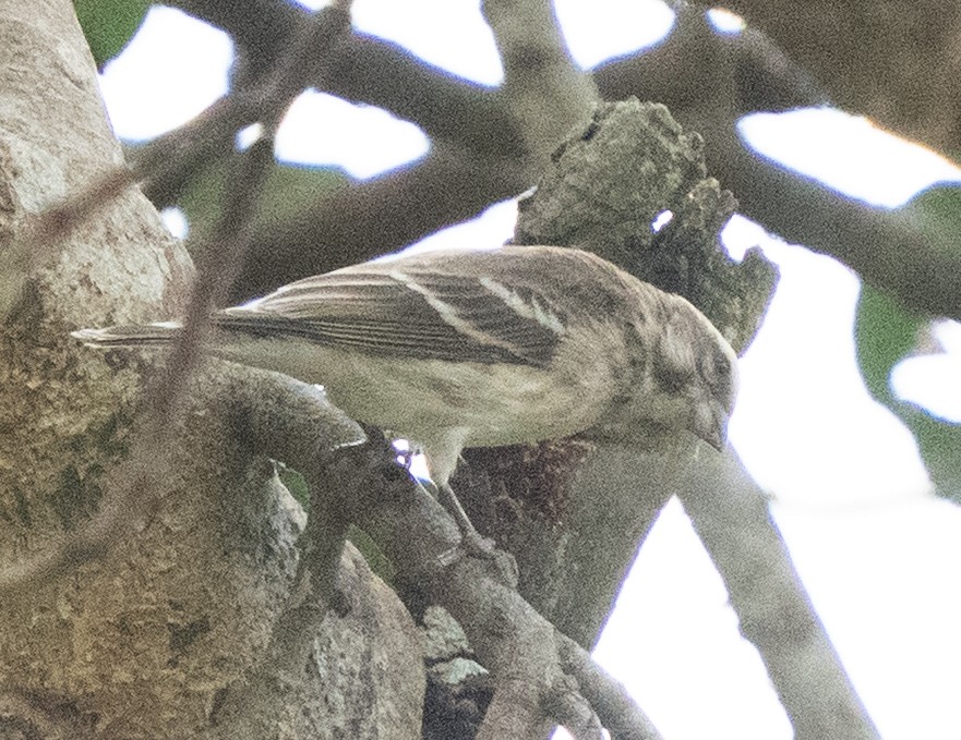 Reichenow's Seedeater - ML642958369
