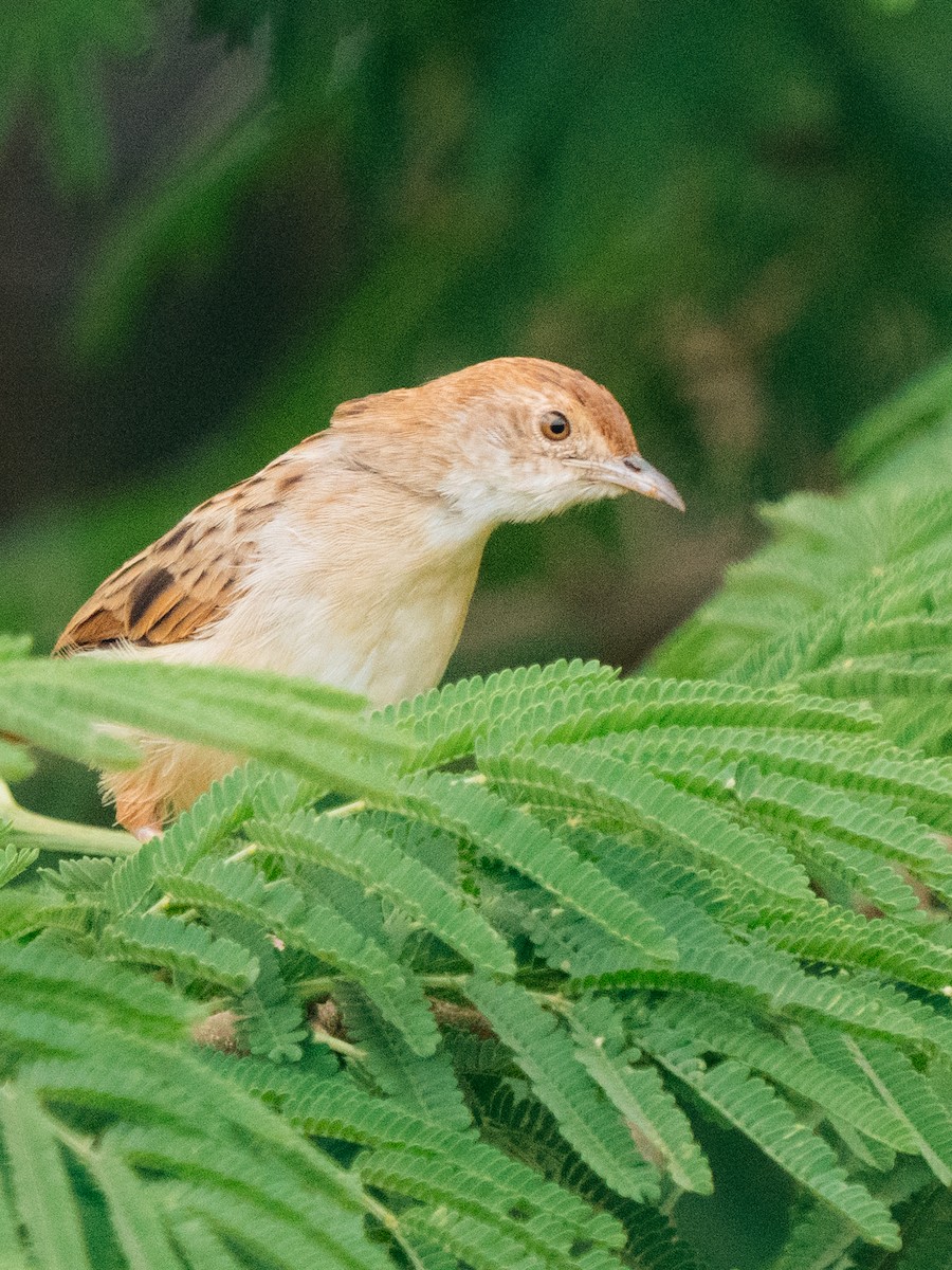 Rattling Cisticola - ML642958407