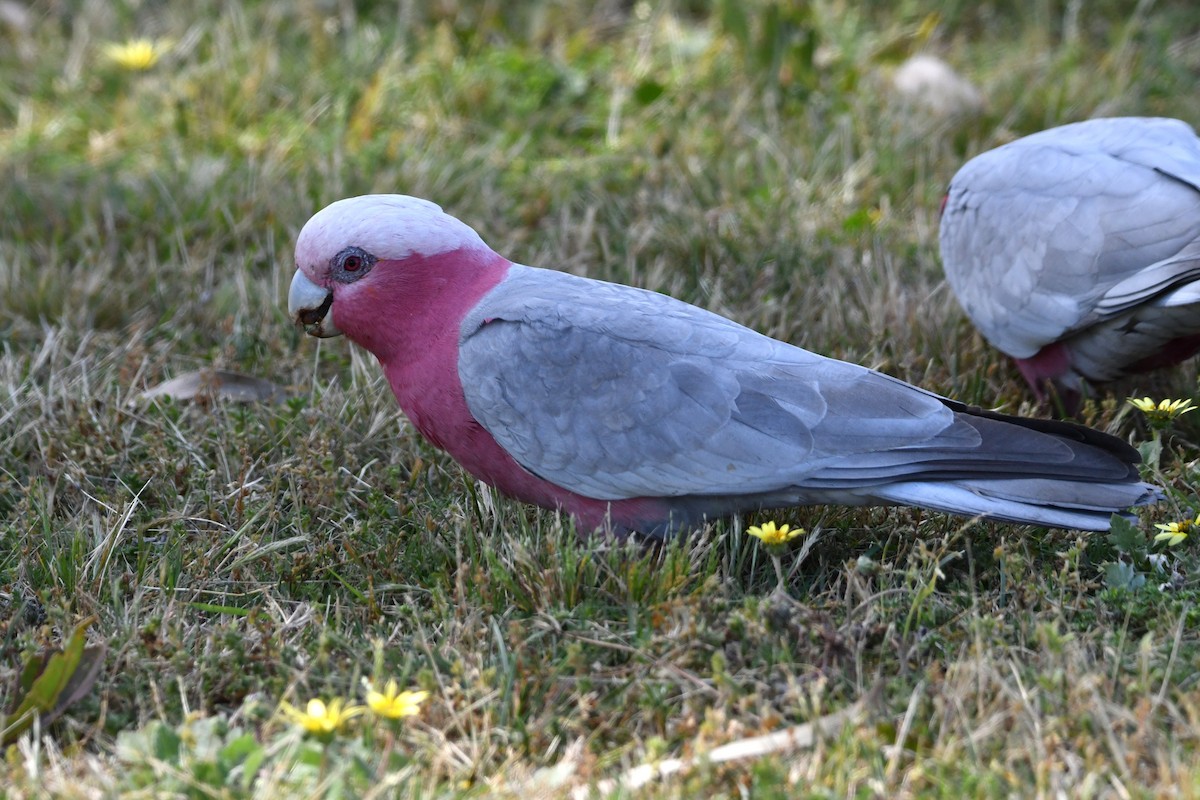 Galah - ML642958416