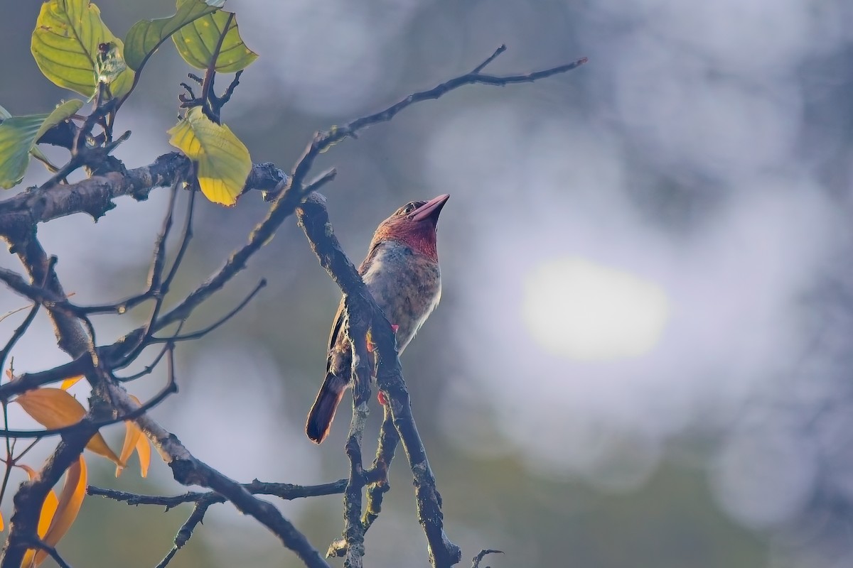 Brown Barbet - ML642958417