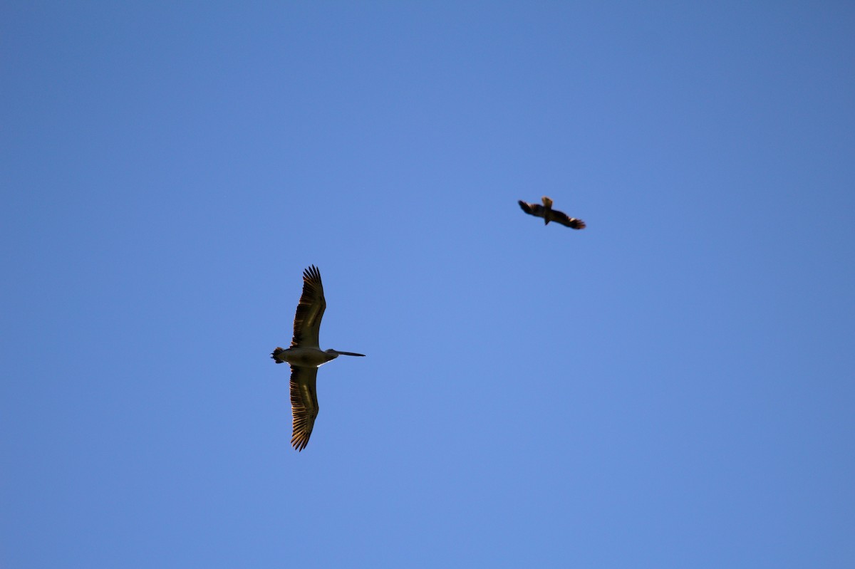 Australian Pelican - ML642958423