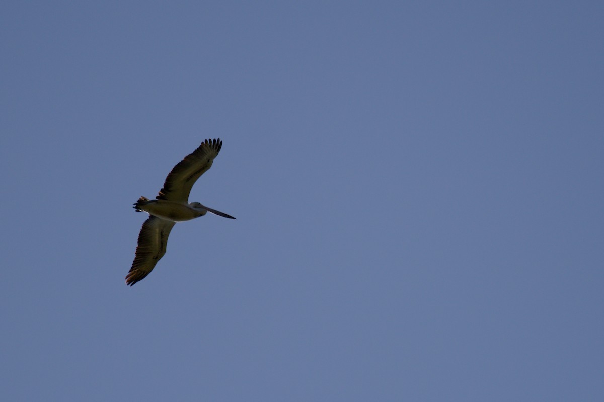 Australian Pelican - ML642958425