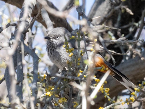 Chestnut-vented Warbler - ML642958442