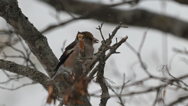 Hawfinch - ML642958448