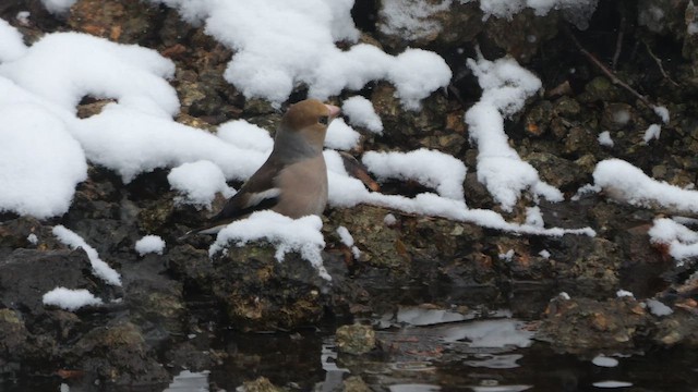 Hawfinch - ML642958449