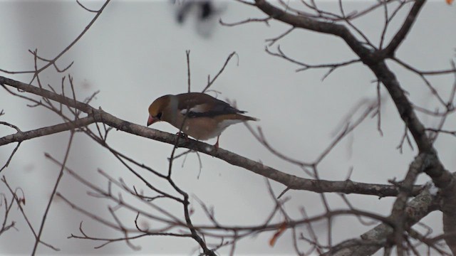 Hawfinch - ML642958450