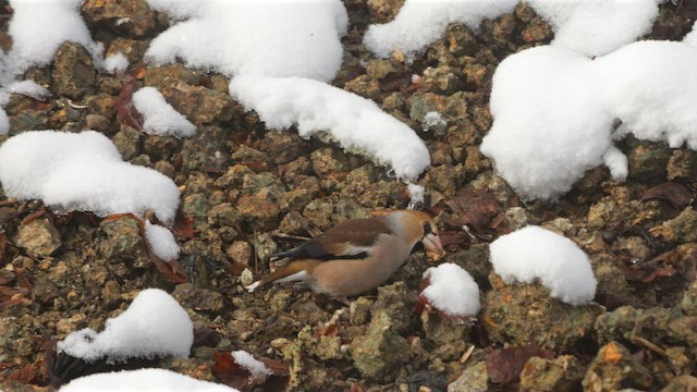 Hawfinch - ML642958451