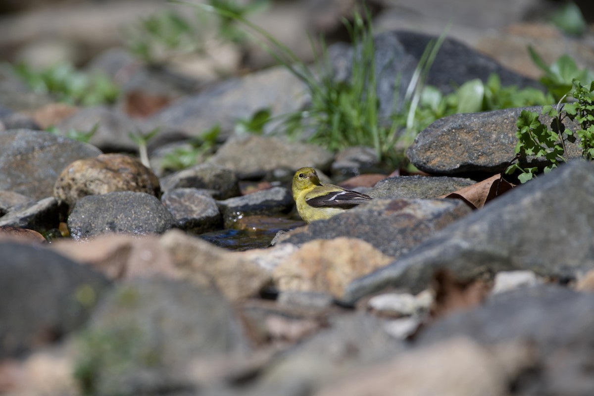 American Goldfinch - ML642958456
