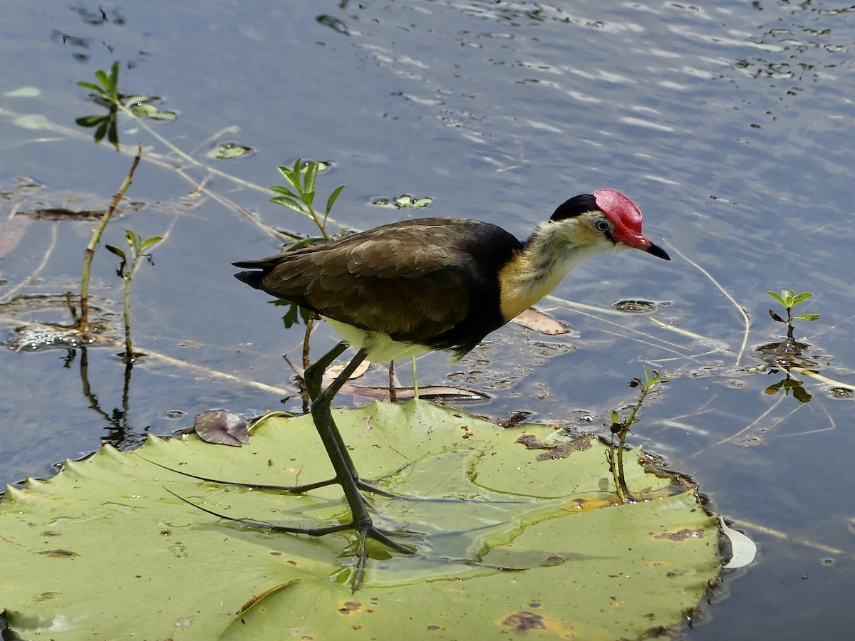 Comb-crested Jacana - ML642958457