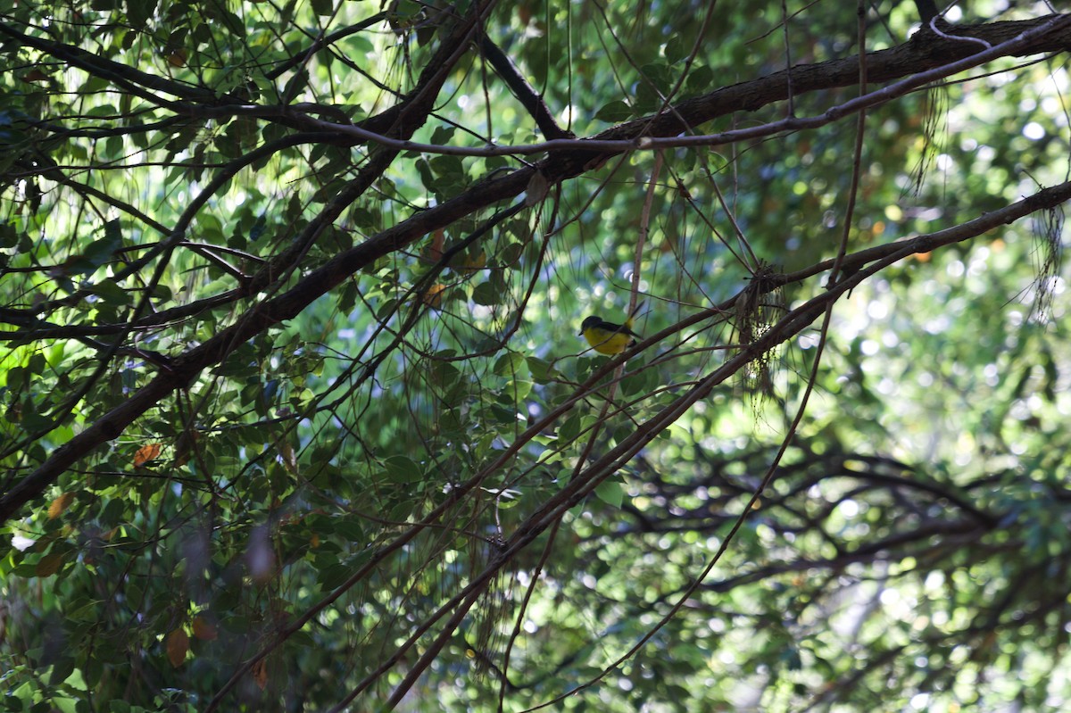 Eastern Yellow Robin - ML642958475