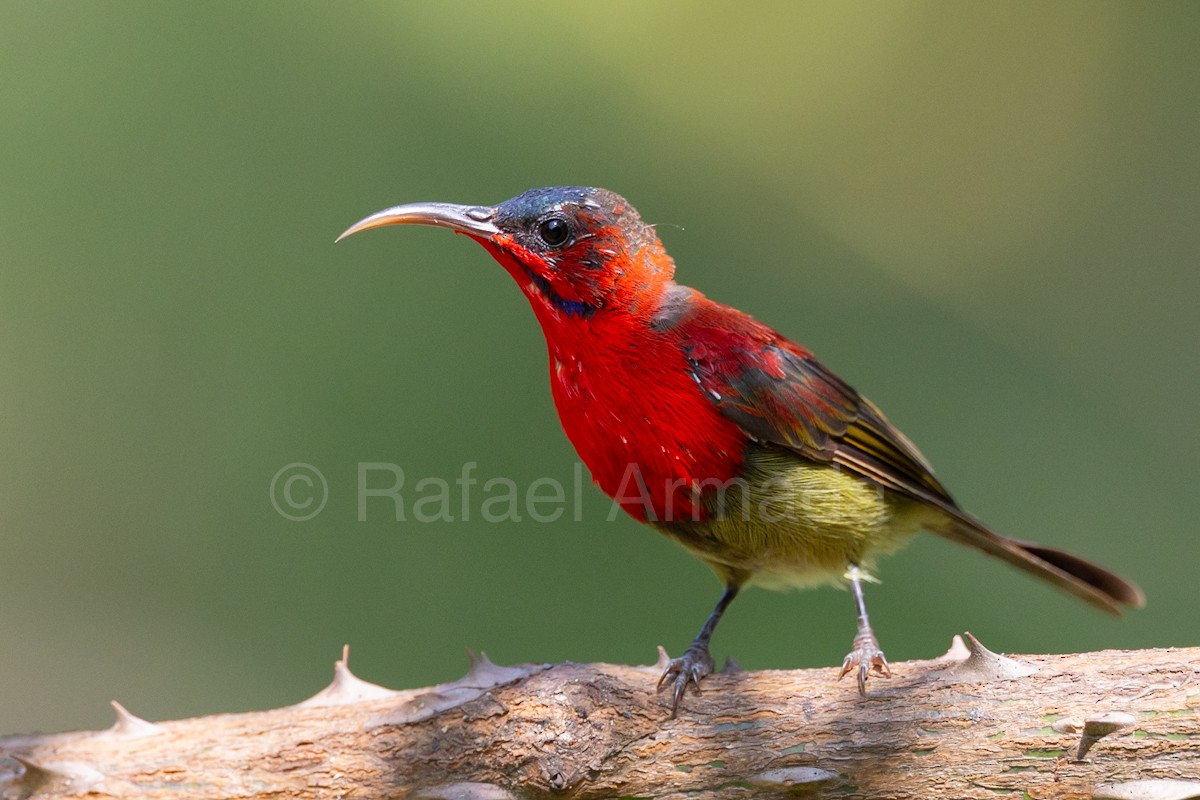 Crimson Sunbird - ML642958476