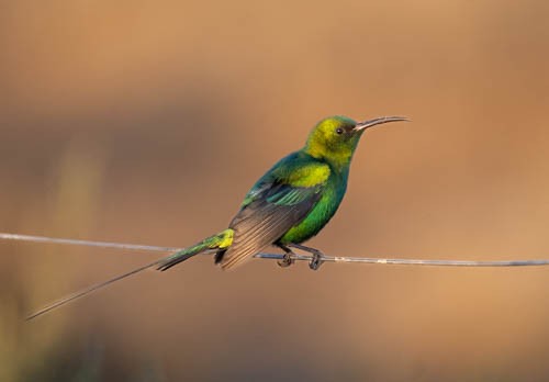 Malachite Sunbird - ML642958479