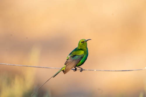 Malachite Sunbird - ML642958480