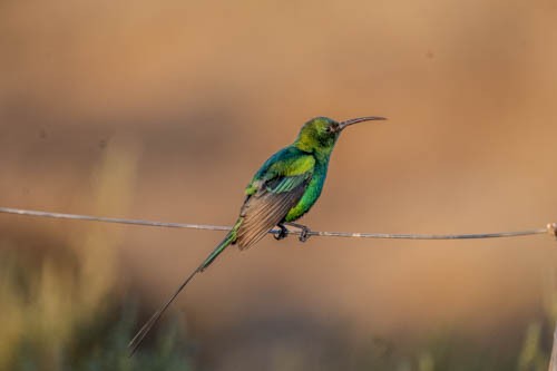 Malachite Sunbird - ML642958481