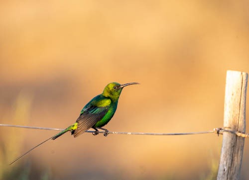 Malachite Sunbird - ML642958482