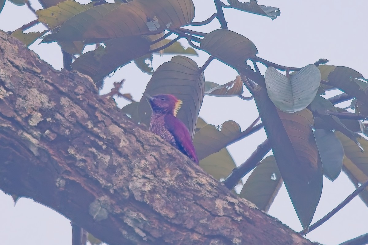 Banded Woodpecker - ML642958485