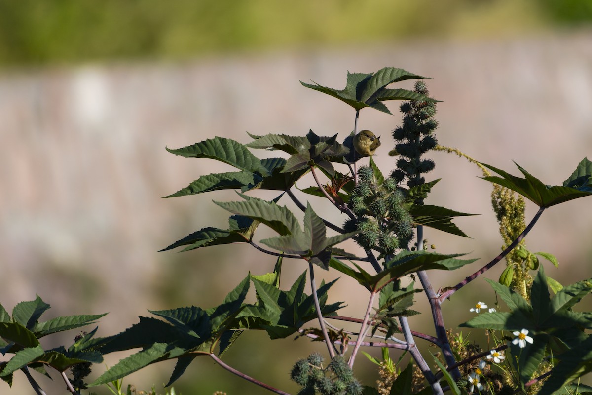 Cinnamon-rumped Seedeater - ML642958506
