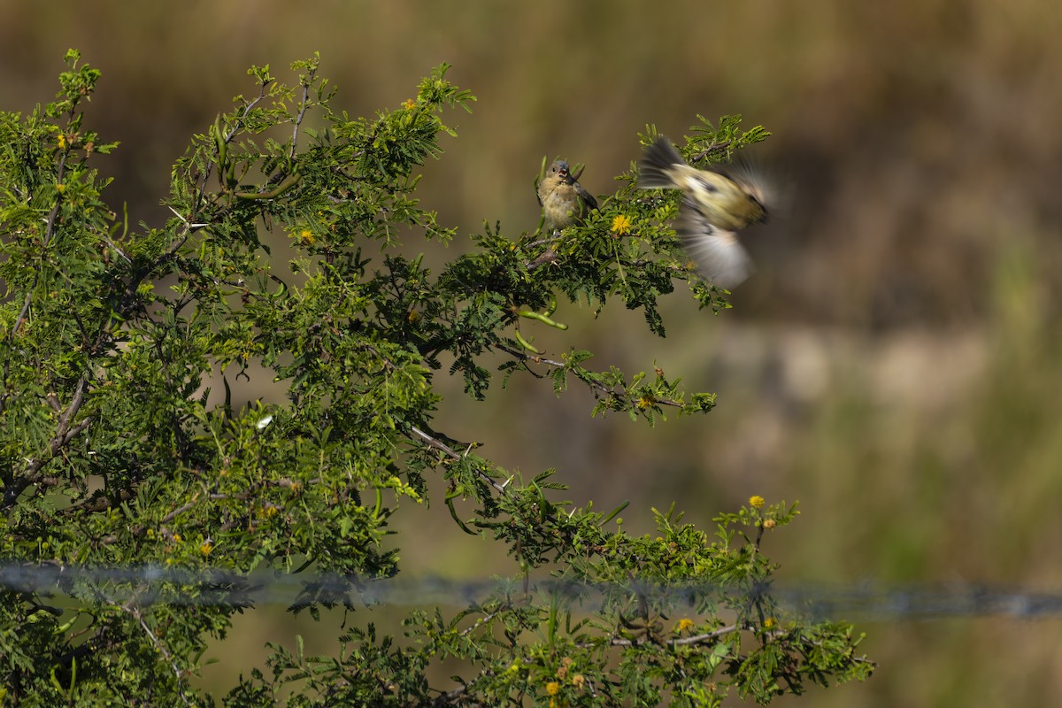 Cinnamon-rumped Seedeater - ML642958507