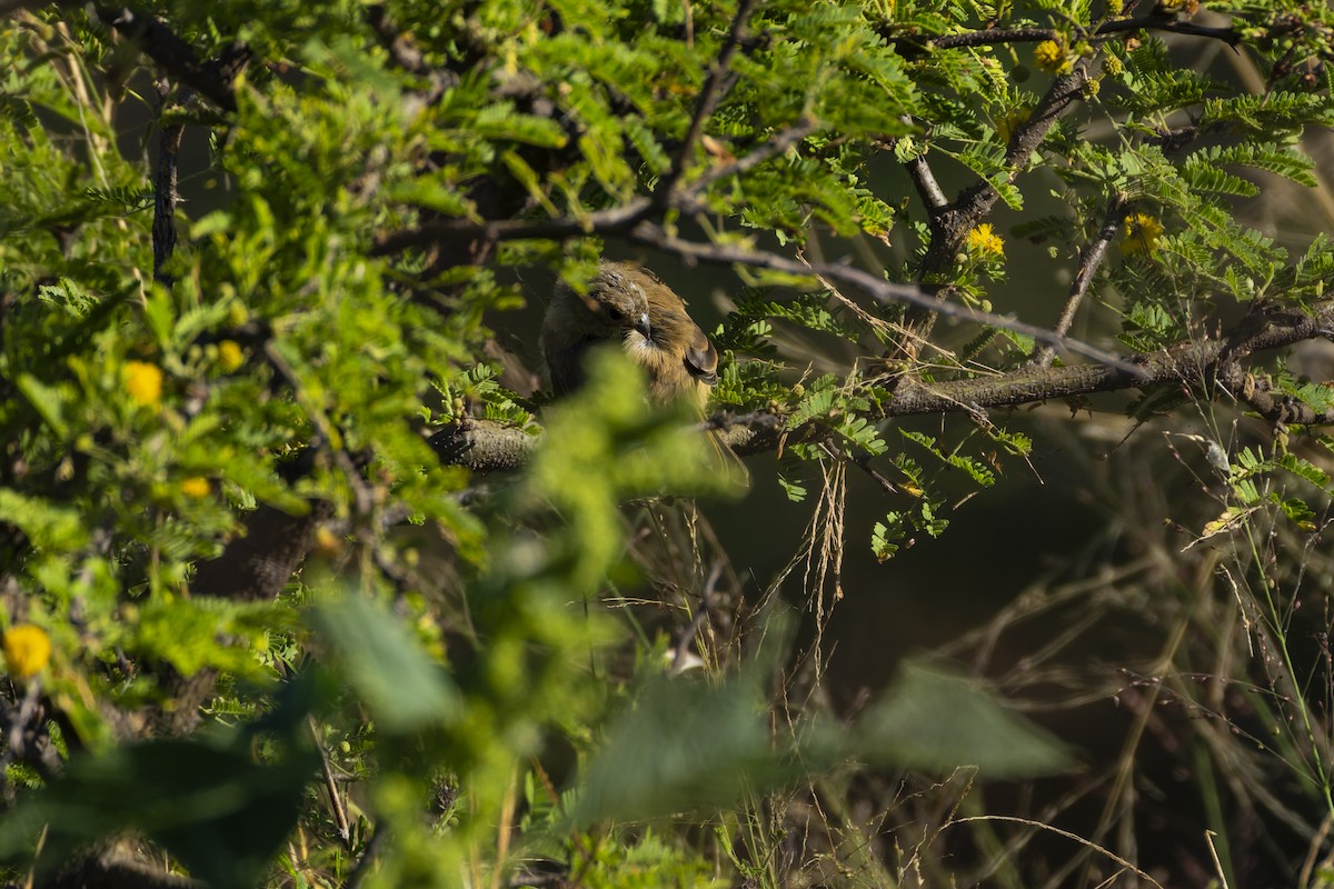 Cinnamon-rumped Seedeater - ML642958508
