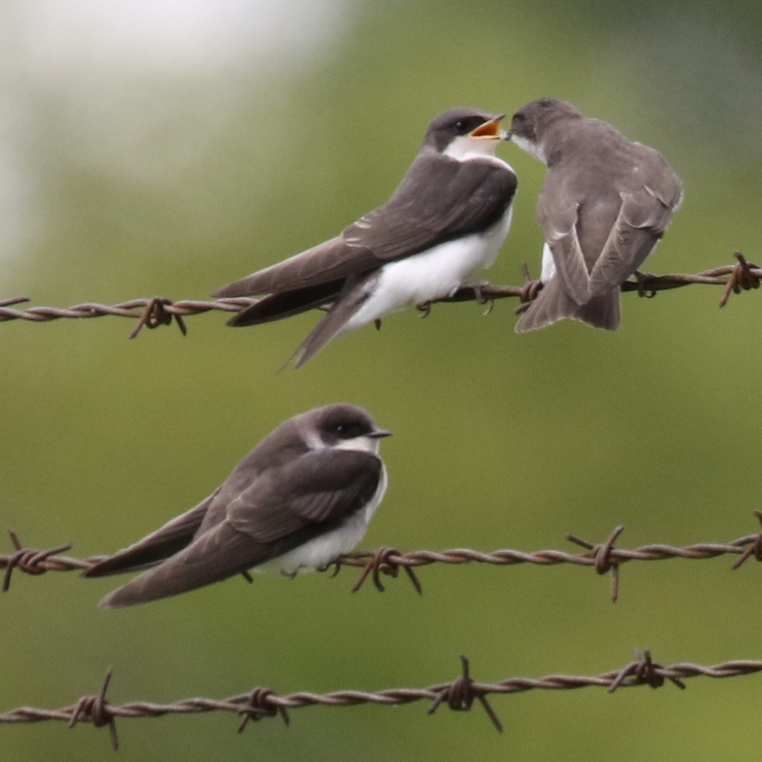 Tree Swallow - ML64295851