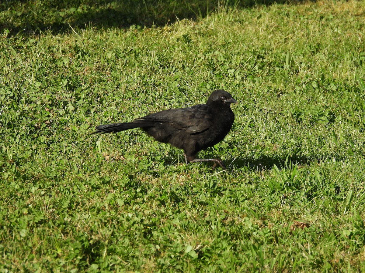 White-winged Chough - ML642958511