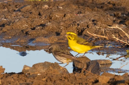 Yellow Canary - ML642958515