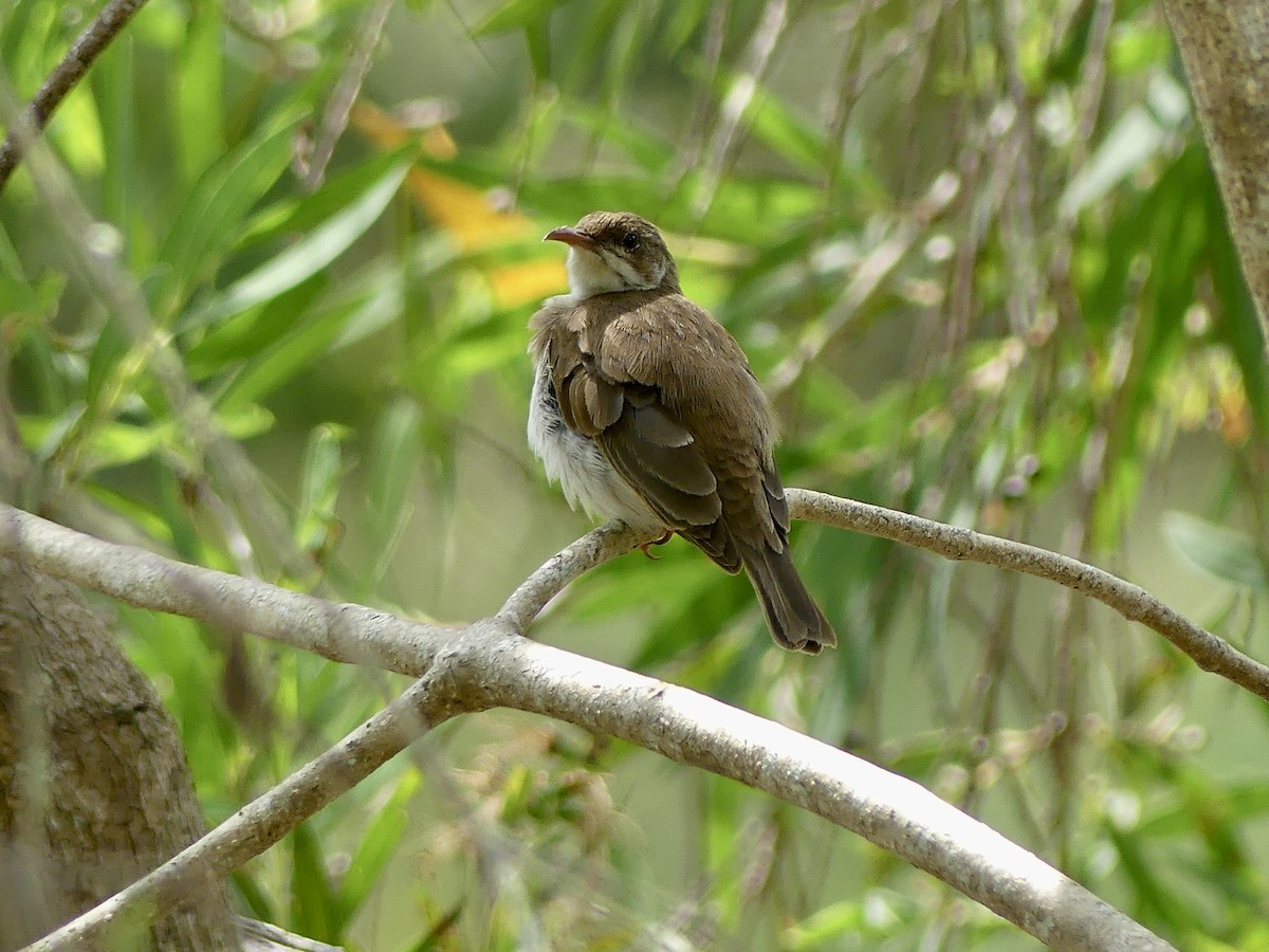 Brown-backed Honeyeater - ML642958518