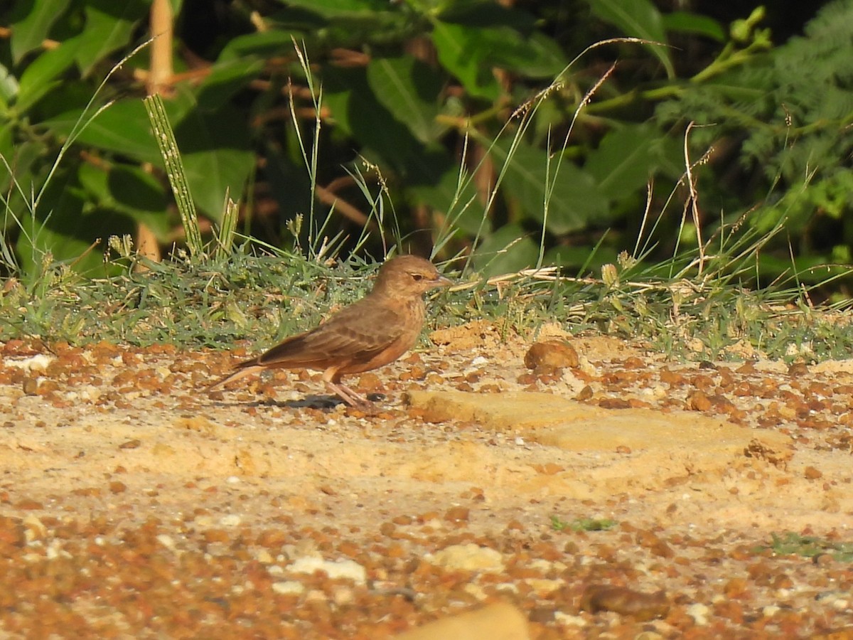 Rufous-tailed Lark - ML642958526