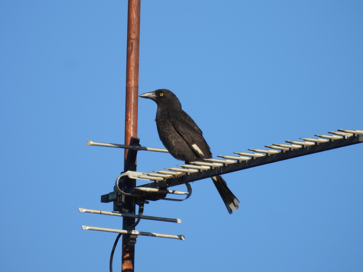 Pied Currawong - ML642958527