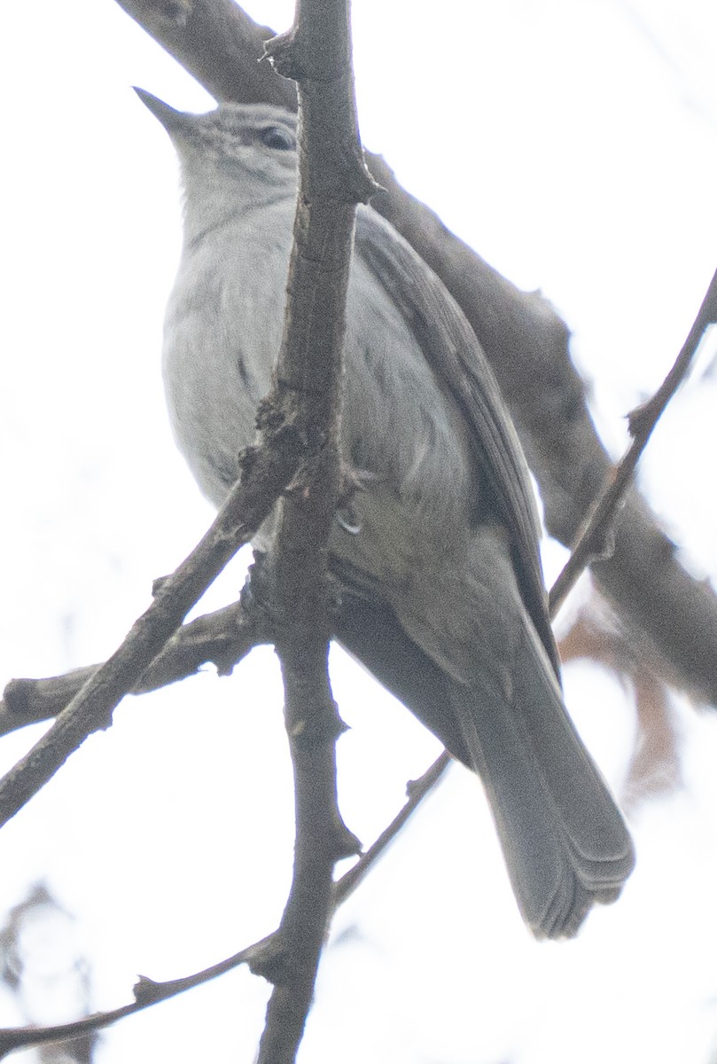 Ashy Flycatcher - ML642958528
