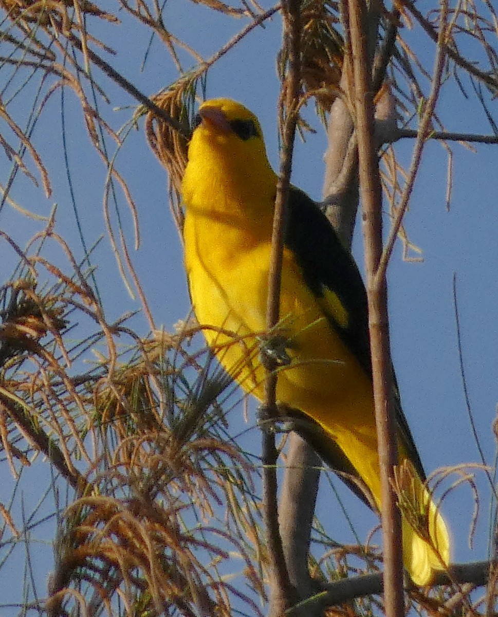 Indian Golden Oriole - ML642958538