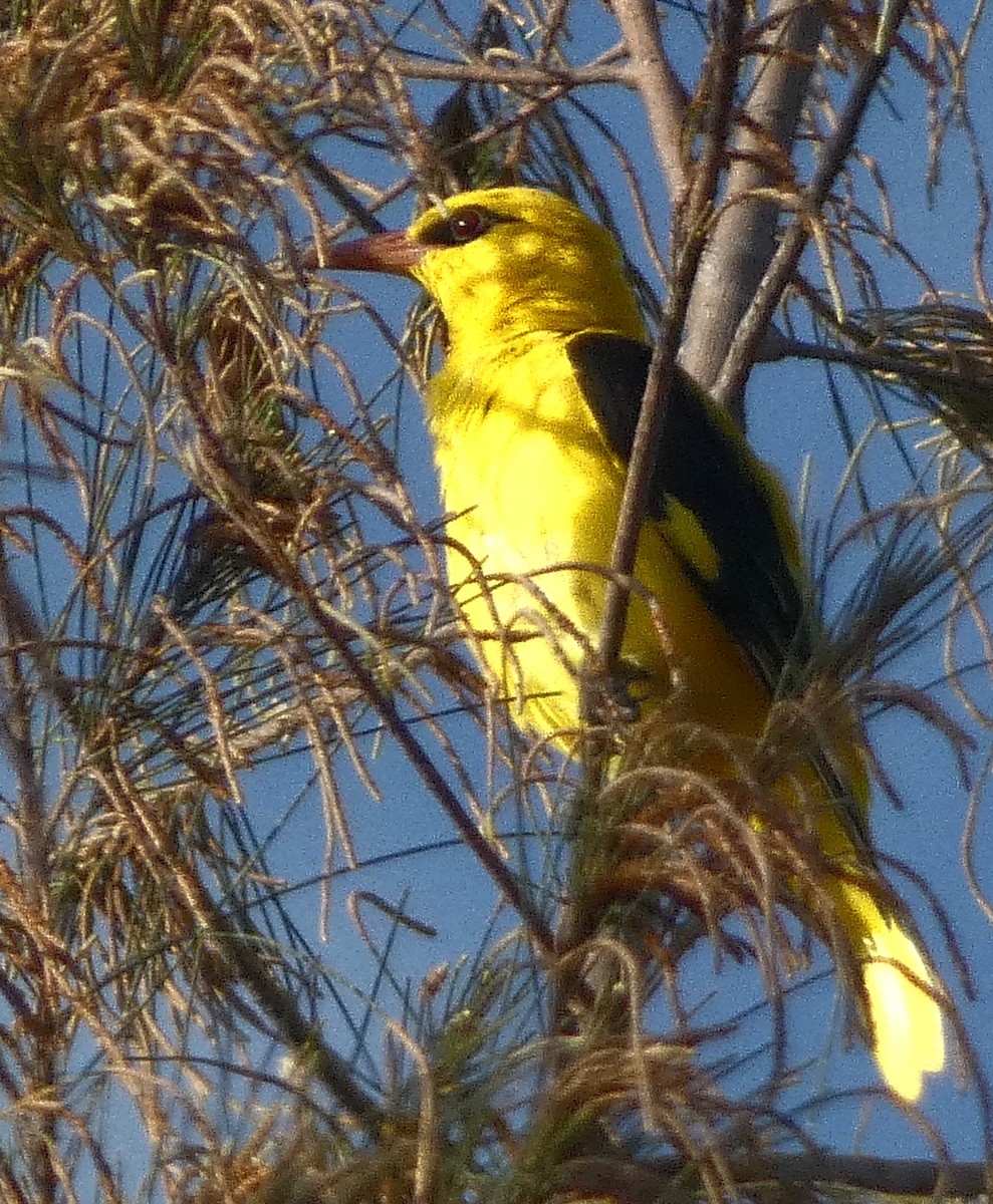 Indian Golden Oriole - ML642958539