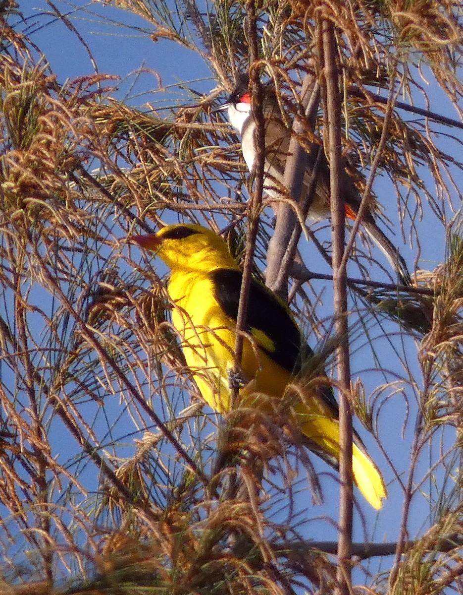 Indian Golden Oriole - ML642958540