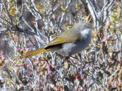 Karoo Eremomela - ML642958565