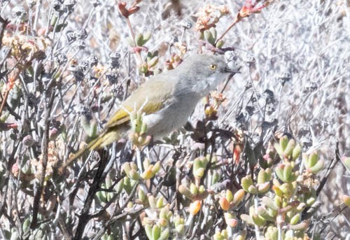 Karoo Eremomela - ML642958566