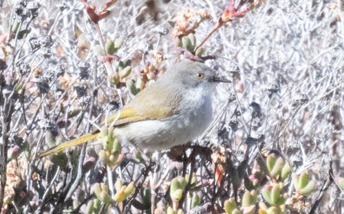 Karoo Eremomela - ML642958567