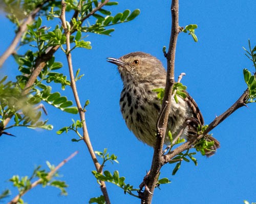 Karoo Prinia - ML642958571