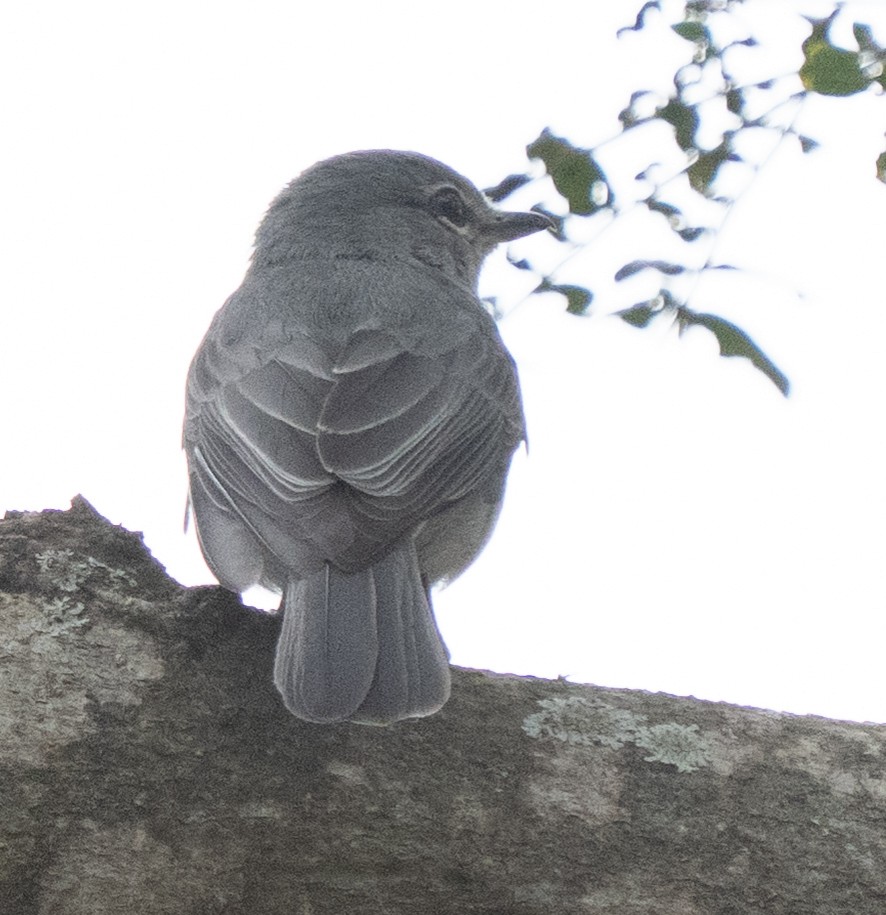 Ashy Flycatcher - ML642958584