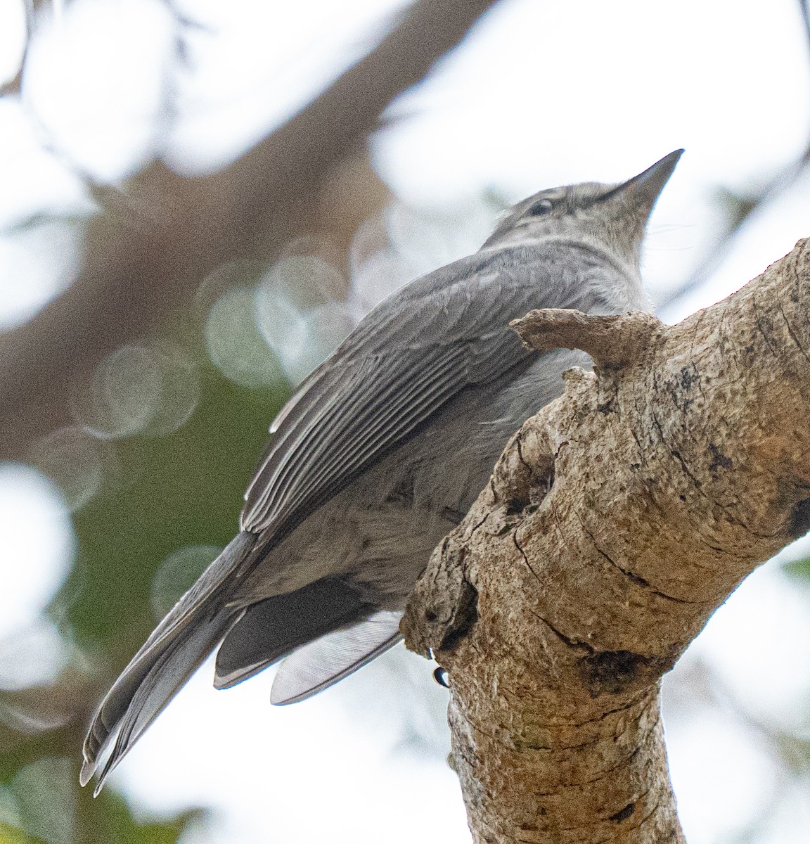 Ashy Flycatcher - ML642958585