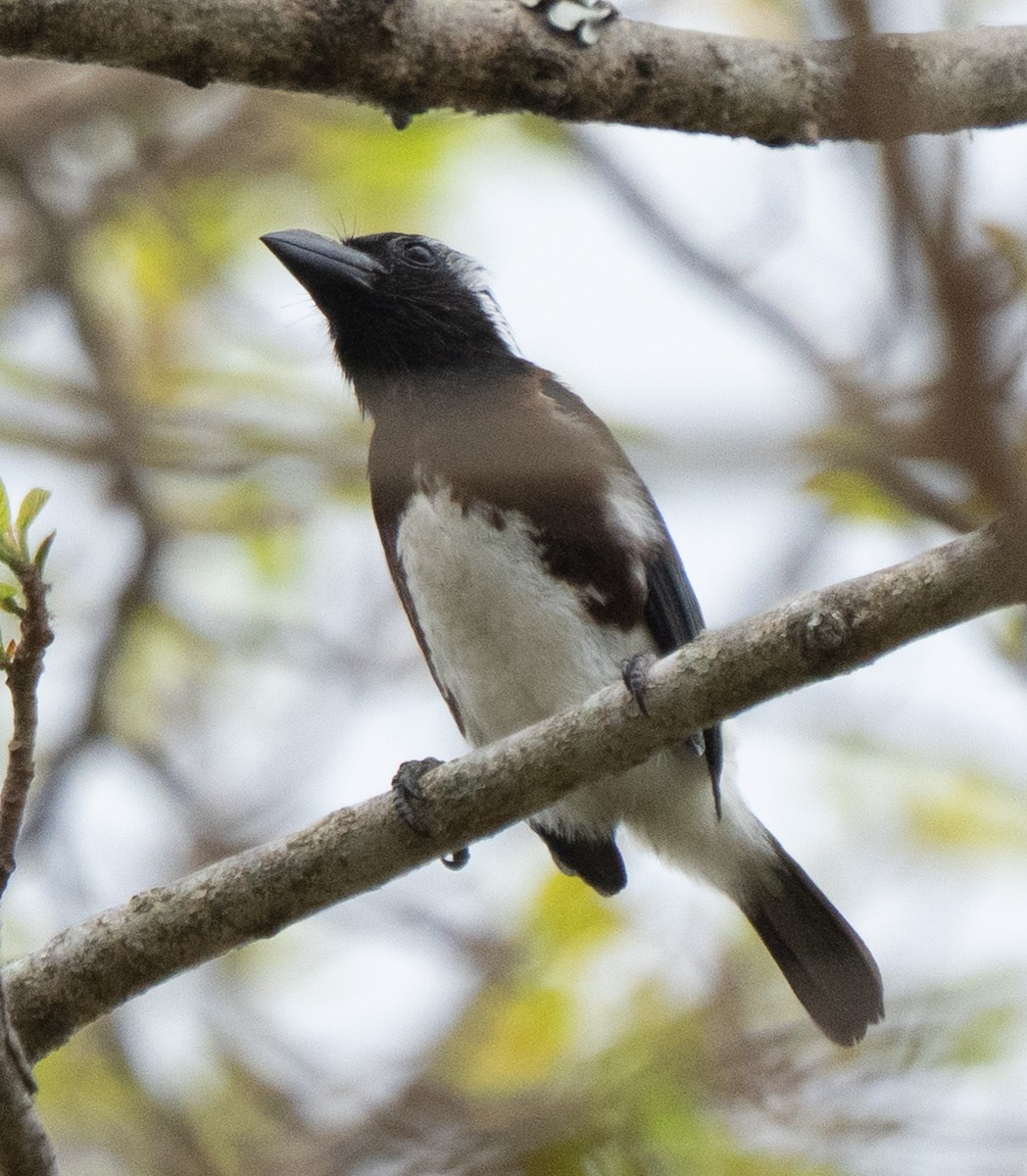 White-eared Barbet - ML642958588