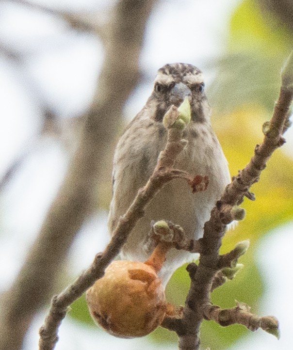 Reichenow's Seedeater - ML642958592