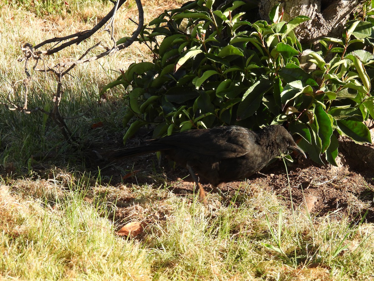 White-winged Chough - ML642958596